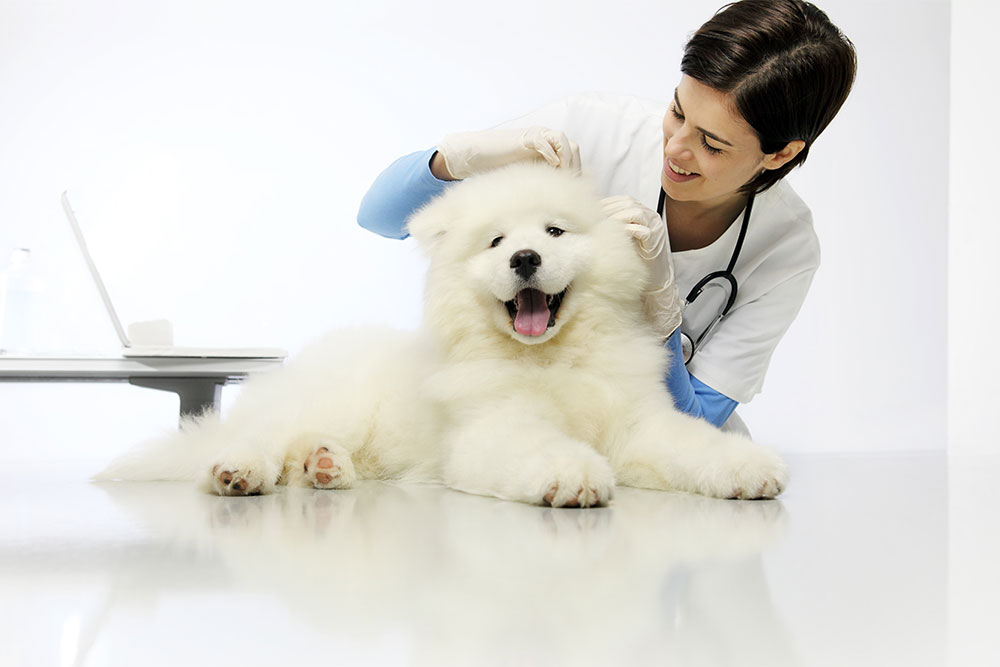Diagnostic imaging in veterinary medicine